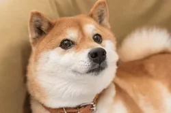 If You'd Invested $200 in Shiba Inu in 2020, This Is How Much You'd Have Now 🚀💰🗓️